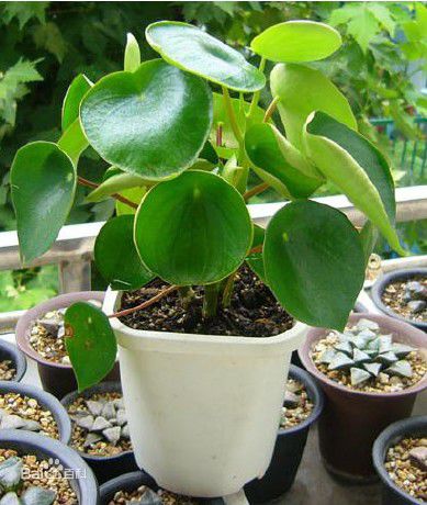 Cultivation method of lotus leaf pepper grass (lotus leaf jasper)