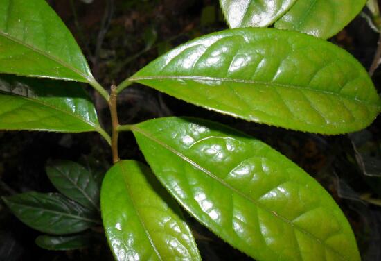 What if the leaves of Jinhua tea turn yellow? pay attention to the yellowing at 6 o'clock / increase the light and change the soil.