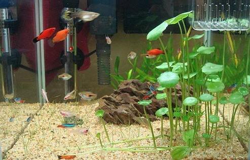 Can the copper grass be put in the fish tank, but in the fish tank / the light should be suitable / attached method