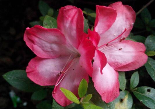 When does the rhododendron blossom, and the flowering maintenance / temperature control / fertilization / shading of the rhododendron