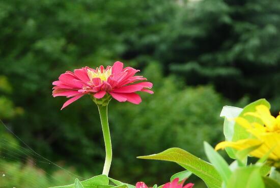 How to water the zinnia? when will the zinnia be watered / the stronger the light, the more it will be watered?