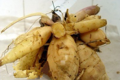 Harvesting and storage of Dahlia root tuber