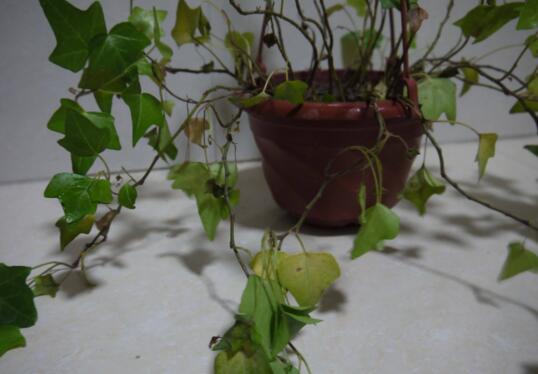 How to water ivy, how often is it watered / the growth rate is combined with climate