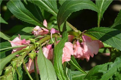 Cultivation and maintenance methods of impatiens