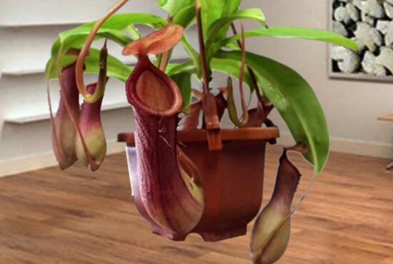 How to raise pitcher plants, the breeding methods and matters needing attention / light must be sufficient