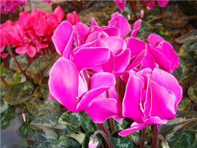 What causes the rotting roots of cyclamen and how to prevent it?