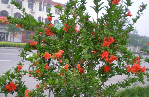 Cultivation and management techniques of flower pomegranate
