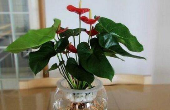 Four seasons maintenance method of Anthurium andraeanum, control light / temperature / learn to put it in the right position