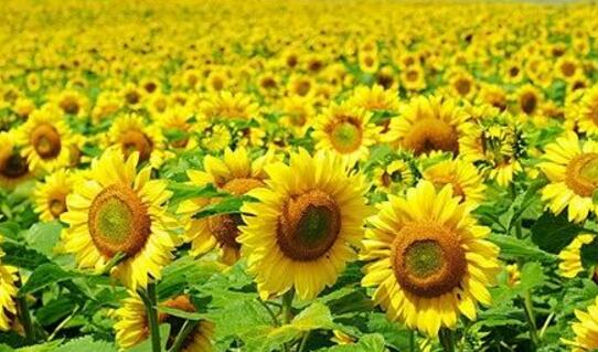 How to raise sunflowers, the cultivation methods and precautions / watering of sunflowers are very important.