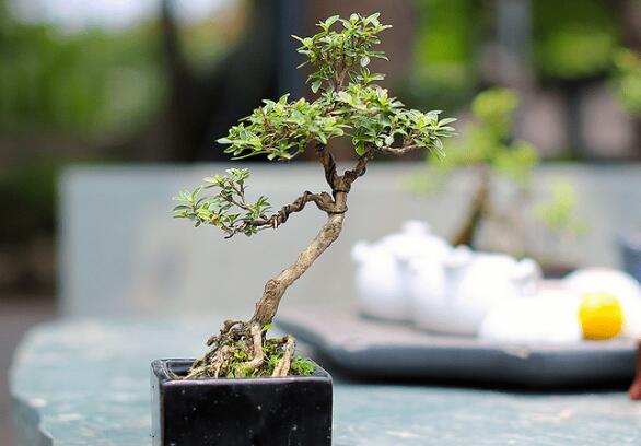 How to trim the snow in June, the method of pruning the snow bonsai in June / pruning in April and blooming in June