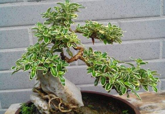 June snow bonsai how to raise, June snow breeding methods and precautions / water can not be much