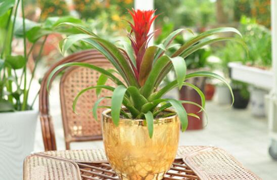 How to raise pineapple, the culture method and precautions / fertilization of pineapple is very important.
