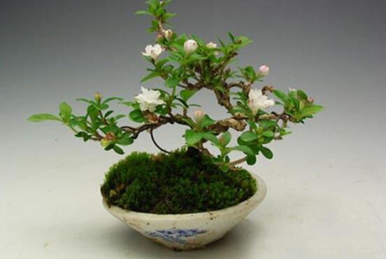 Is it unlucky to raise snow bonsai in June? can snow in June be raised indoors / related to Dou E