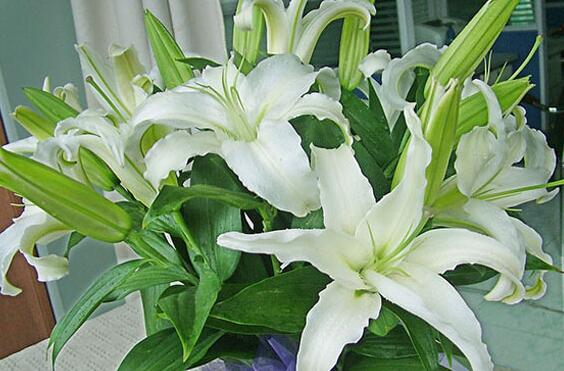 The efficacy, function and taboo of lilies can be used for medical treatment / parturient.