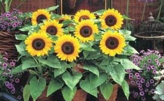 Is sunflower suitable for growing indoors? it can be planted indoors / varieties need to be selected.