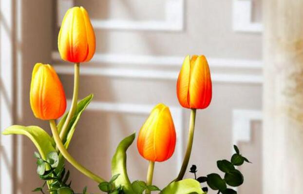 How to raise potted tulips, tulip culture methods and precautions / light should be sufficient.