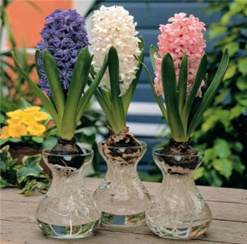 When will hyacinth be planted? When will it blossom?