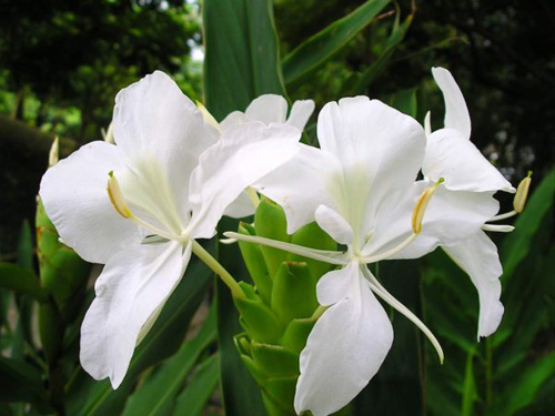 Introduction and maintenance of Ginger Flower (Butterfly Lily, Suihua Shannai, Ginger Orchid)