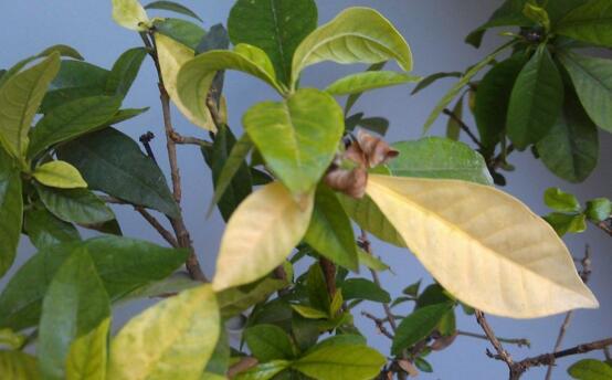 How do gardenia leaves turn yellow? learn to keep your flowers away from yellowing at 7 o'clock.