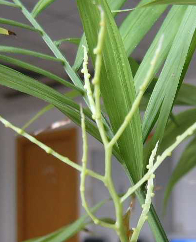 How to grow pocket coconuts?