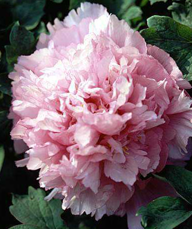 The difference between Peony and Paeonia lactiflora