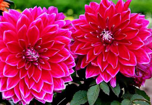 How to make Dahlia bloom on National Day