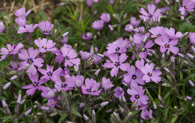 Culture methods and matters needing attention of New Guinea Impatiens