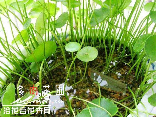 Hydroponic culture method of Rabdosia angustifolia