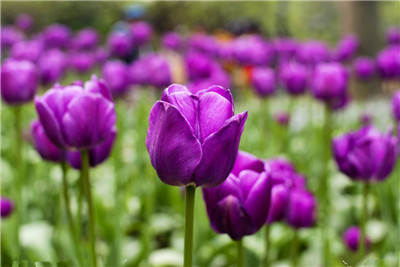 How to Make Tulips Bloom Early