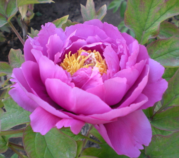 To distinguish peony and peony, we should do four things
