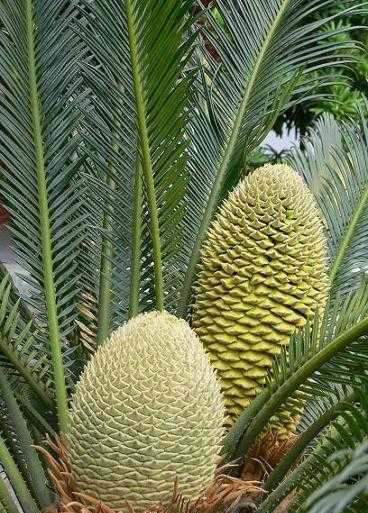 How to cultivate multi-headed cycads?