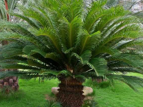 What kinds of cycads do you have?