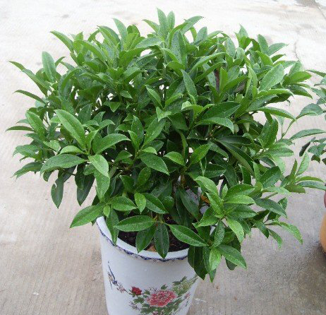 The reason for the yellowing of African jasmine leaves