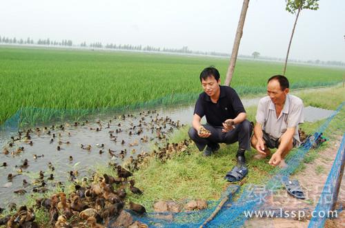 Technical points of rice harvest duck fattening rice-duck co-cropping model