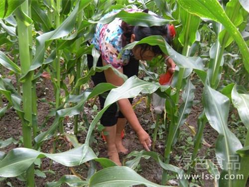 Potassium deficiency leads to Water loss in Dayan Maize can be applied with potassium fertilizer for high yield