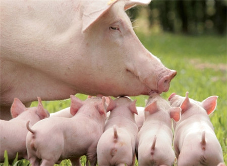 The sow is due 7 days too late? The veterinarian taught you how to avoid the death of piglets!