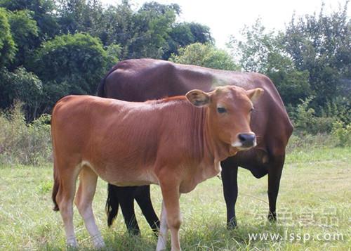 The right prescription is effective in the prevention and treatment of bovine diarrhea and its prevention and treatment.