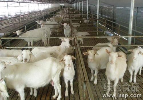 Technical points of traditional grazing in shed feeding of goats restricted by environment