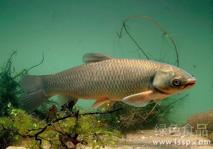 Prevention and treatment of grass carp enteritis caused by enteritis