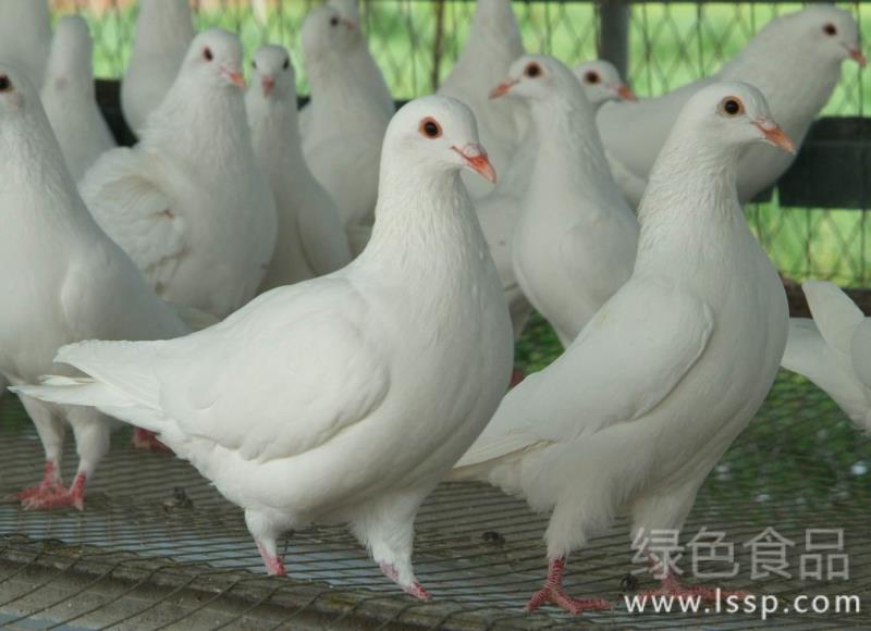 Long period of meat pigeon culture 