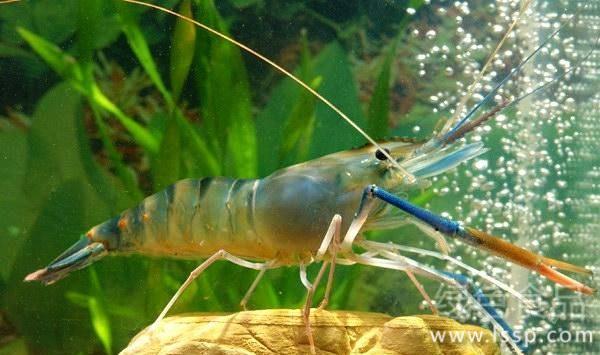 Green shrimp and river crab have high yield and good benefit, so it is very important to grasp the 