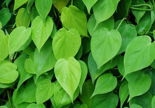 Does the heart leaf vine purify the air? how to raise it?