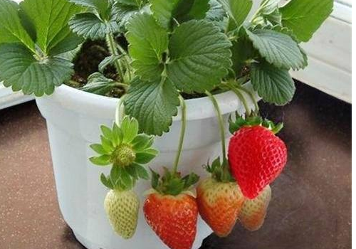 How to plant several strawberries in a pot without blooming?
