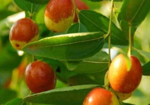 Jujube trees are planted for several years before they bear fruit. How many years is the life span?