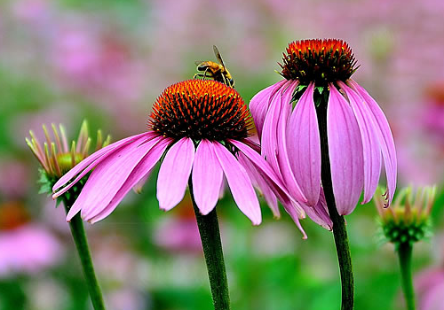 Echinacea seed planting method: how to grow echinacea seeds? The efficacy and function of echinacea