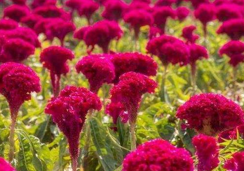 What is the pronunciation of cockscomb flower to treat gynecological diseases?