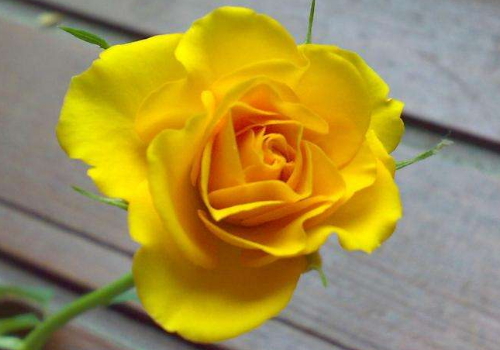 How to plant yellow roses and what flowers are better for distribution?