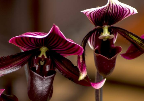 Is Paphiopedilum suitable for indoor planting? is it harmful to the human body?