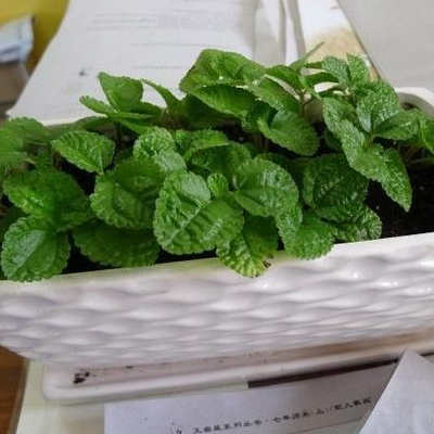 The difference between the culture method of wrinkled leaf mint and round leaf cold spray
