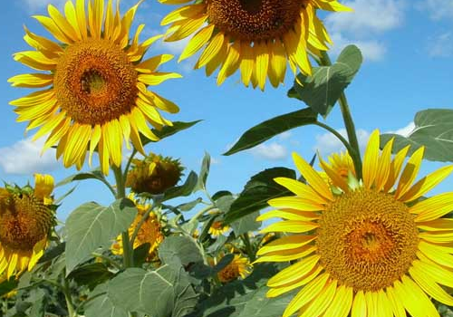 What kind of plant planting method does sunflower belong to